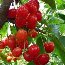 匠心傳承，綠意盎然 探訪山東泰安開發(fā)區(qū)森林木苗木中心盆景藝術(shù)