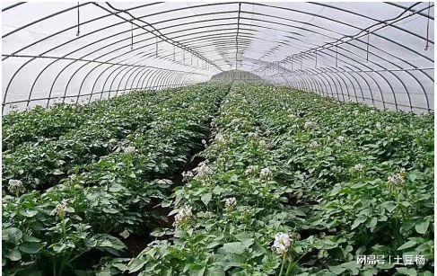 科技賦能，高效栽培 產(chǎn)量倍增、上市提前的盆景蔬菜種植新模式