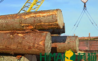 黃貓木業(yè) 以匠心與自然共筑健康環(huán)保家居，盆景為生活點(diǎn)睛