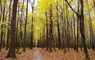 2017年農(nóng)村征地補(bǔ)償新政策 菜田地補(bǔ)償標(biāo)準(zhǔn)最高，花卉用地如何認(rèn)定？